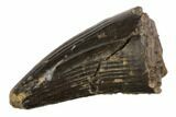 Jurassic Crocodile (Goniopholis?) Tooth - Colorado #152090-1